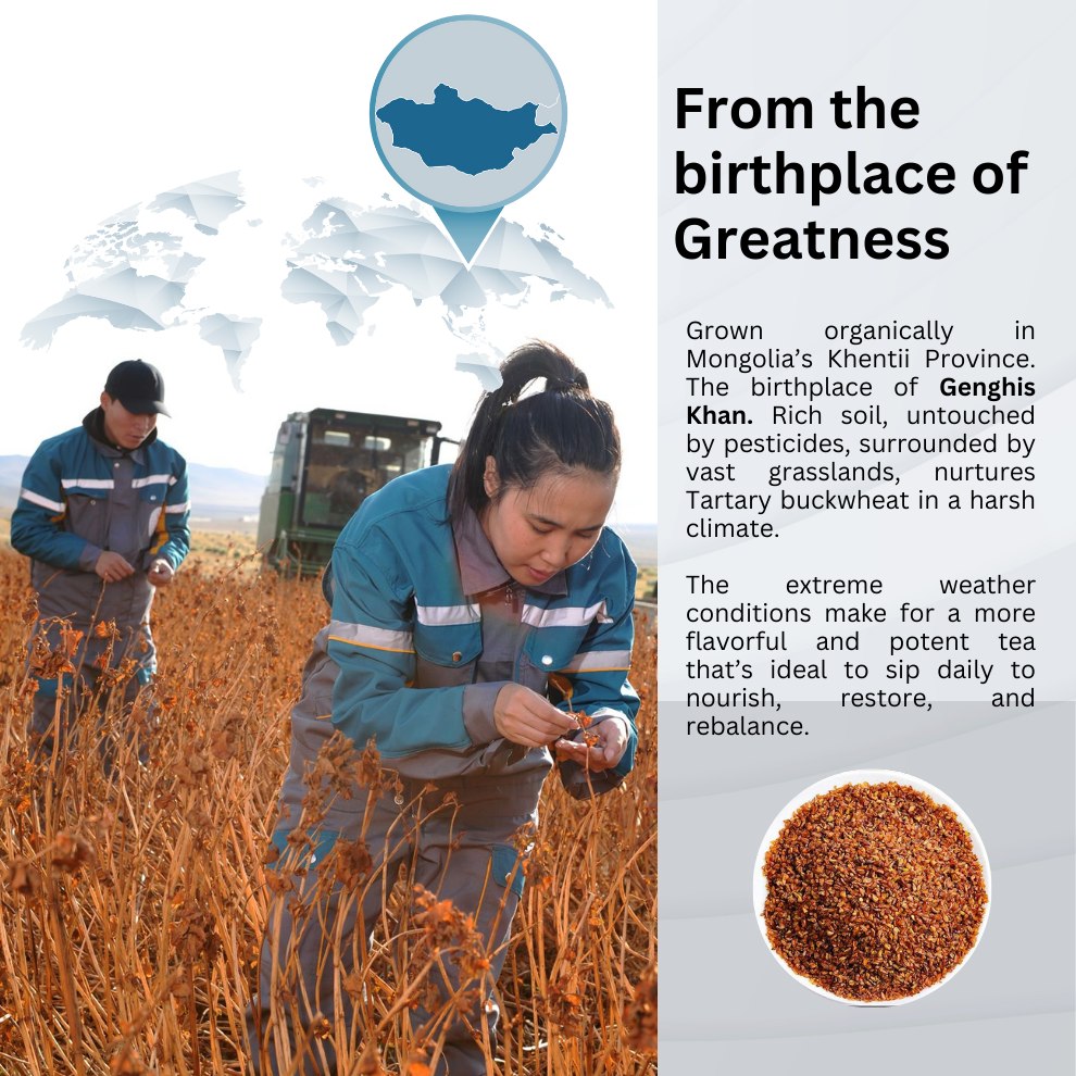 Himalayan Tartary Buckwheat Tea (Bulk) – Nutty, Earthy Flavor for Digestion, Blood Sugar, Skin, and Heart Health with High Rutin & Quercetin 15 sugarcane tbgs