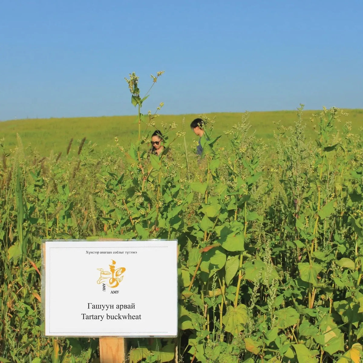 Himalayan Tartary Buckwheat Groats: High-Altitude Mongolian Superfood Amu – Unique combination of Ancient wisdom & Modern Nutrition
