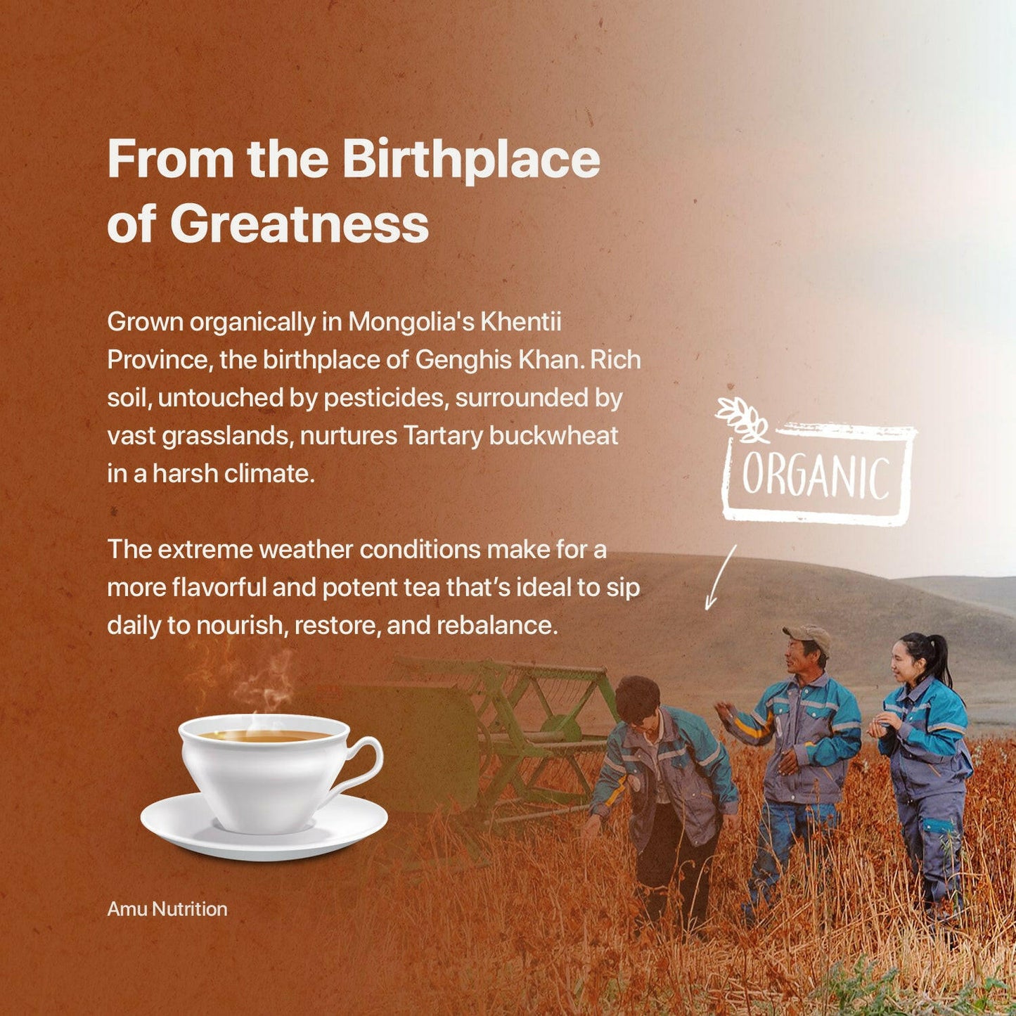 Himalayan Tartary buckwheat tea Bulk /Himalayan buckwheat tea