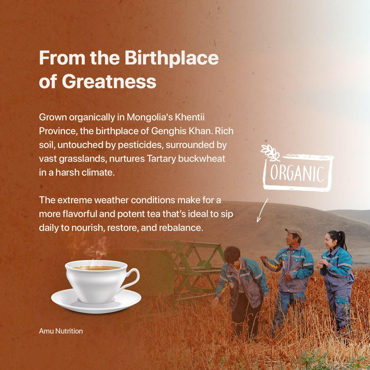 Himalayan Tartary buckwheat tea Bulk /Himalayan buckwheat tea