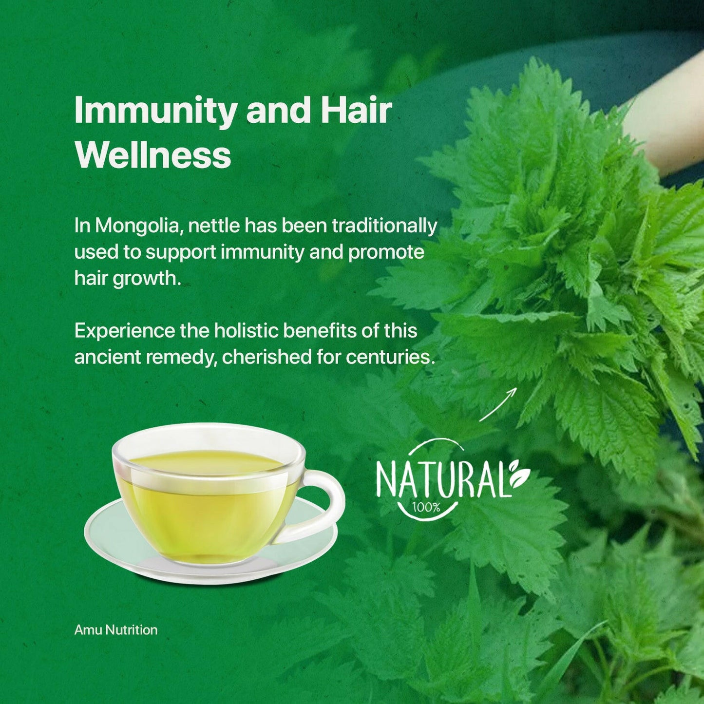 Mongolian Stinging Nettle leaf tea (Bulk).
