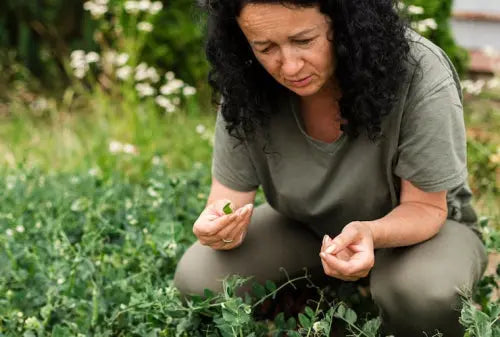 Adaptogenic Herbs in Stress Management Research
