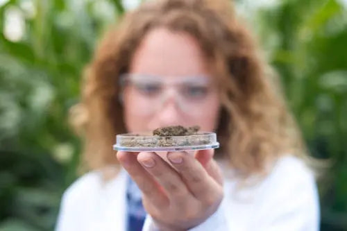 Neuroprotective Properties of Natural Compounds Under Investigation
