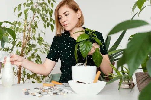 What Science Says About Adaptogenic Herbs for Stress Management