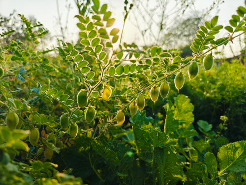 Why Ancient Plant Wisdom Still Matters Today