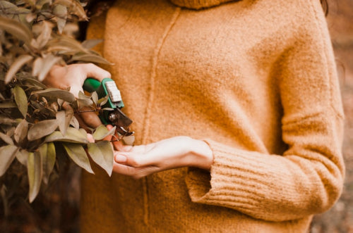 How Herbal Ingredients Support Seasonal Wellness
