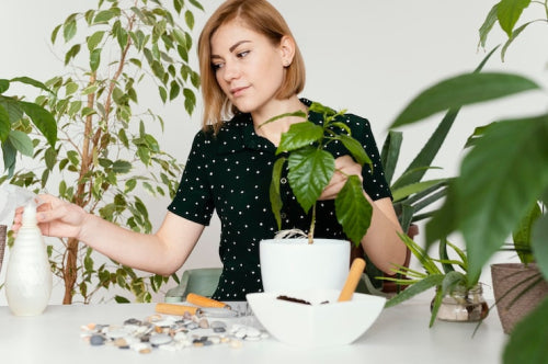 What Makes Herbal Wellness Simple and Sustainable