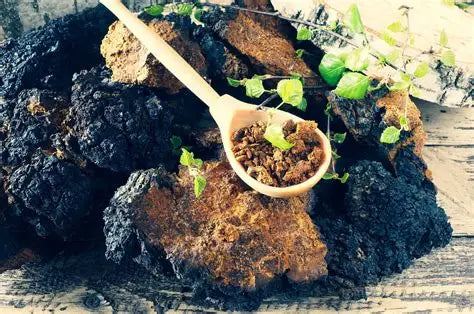 Mongolian Chaga Mushroom Powder 113gr